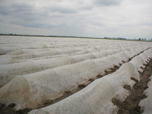 Fátyolfólia 4,25m * 100m fénystabil Agrospeed