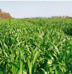 Olaszperje Devis (tetraploid) 25kg