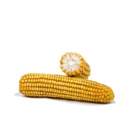   FarmQuick Egyszeres hibrid | Nagyon korai éréscsoport | Silókukorica |  FAO: S 170| M 170