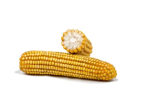 FarmQuick Egyszeres hibrid | Nagyon korai éréscsoport | Silókukorica |  FAO: S 170| M 170