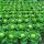Fejeskáposzta Parel 2500sz BEJO