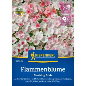   Lángvirág (Phlox) Blushing Bride 'PG-G' KIEPENKERL
