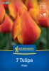 Tulipán korai egyszerű virágú Flair (7 db/cs) 'PG-4' KIEPENKERL