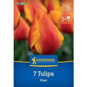   Tulipán korai egyszerű virágú Flair (7 db/cs) 'PG-4' KIEPENKERL
