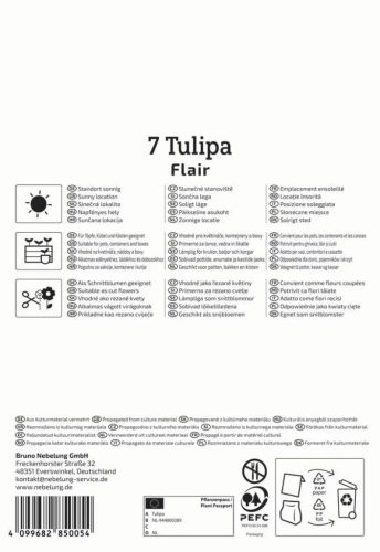 Tulipán korai egyszerű virágú Flair (7 db/cs) 'PG-4' KIEPENKERL