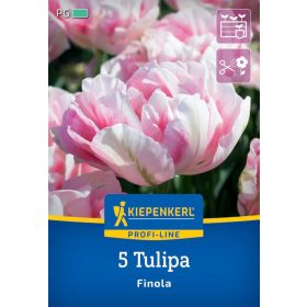   Tulipán kései teltvirágú Finola (5 db/cs) 'PG-4' KIEPENKERL