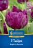 Tulipán kései teltvirágú Negrita Double (5 db/cs) 'PG-4' KIEPENKERL