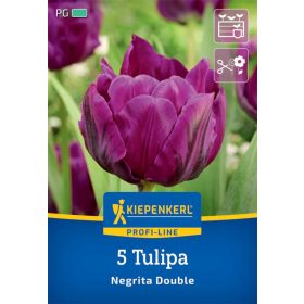   Tulipán kései teltvirágú Negrita Double (5 db/cs) 'PG-4' KIEPENKERL