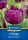 Tulipán kései teltvirágú Negrita Double (5 db/cs) 'PG-4' KIEPENKERL