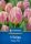 Tulipán triumph Happy Feet (5 db/cs) 'PG-3' KIEPENKERL