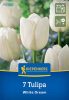 Tulipán triumph White Dream (7 db/cs) 'PG-4' KIEPENKERL