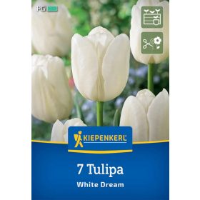   Tulipán triumph White Dream (7 db/cs) 'PG-4' KIEPENKERL