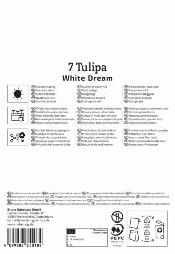 Tulipán triumph White Dream (7 db/cs) 'PG-4' KIEPENKERL