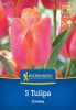Tulipán triumph Jimmy (5 db/cs) 'PG-3' KIEPENKERL