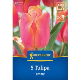 Tulipán triumph Jimmy (5 db/cs) 'PG-3' KIEPENKERL