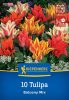 Tulipán csokros Balcony Mix (alacsony tulipánok) (10 db/cs) 'PG-5' KIEPENKERL