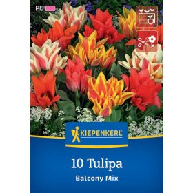   Tulipán csokros Balcony Mix (alacsony tulipánok) (10 db/cs) 'PG-5' KIEPENKERL