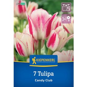   Tulipán csokros Candy Club (7 db/cs) 'PG-4' KIEPENKERL