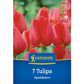   Tulipán Darwin-hibrid Apeldoorn (7 db/cs) 'PG-4' KIEPENKERL