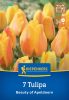 Tulipán Darwin-hibrid Beauty of Apeldoorn (7 db/cs) 'PG-4' KIEPENKERL