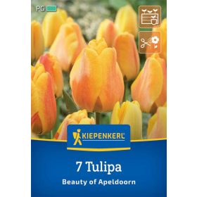   Tulipán Darwin-hibrid Beauty of Apeldoorn (7 db/cs) 'PG-4' KIEPENKERL
