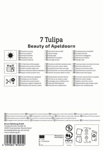 Tulipán Darwin-hibrid Beauty of Apeldoorn (7 db/cs) 'PG-4' KIEPENKERL