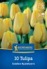 Tulipán Darwin-hibrid Golden Apeldoorn (10 db/cs) 'PG-4' KIEPENKERL