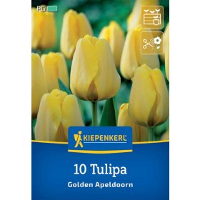   Tulipán Darwin-hibrid Golden Apeldoorn (10 db/cs) 'PG-4' KIEPENKERL