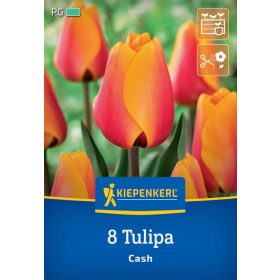   Tulipán Darwin-hibrid Cash (8 db/cs) 'PG-4' KIEPENKERL