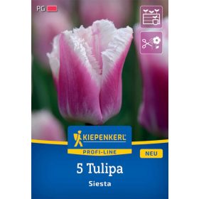 Tulipán rojtos Siesta (5 db/cs) 'PG-3' KIEPENKERL