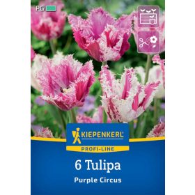   Tulipán rojtos Purple Circus (6 db/cs) 'PG-4' KIEPENKERL