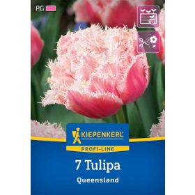 Tulipán Queensland (7 db/cs) 'PG-5' KIEPENKERL