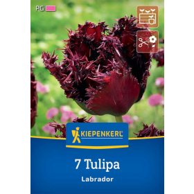 Tulipán Labrador (7 db/cs) 'PG-5' KIEPENKERL