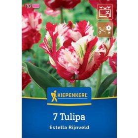   Tulipán papagájvirágú Estella Rijnveld (7 db/cs) 'PG-5' KIEPENKERL