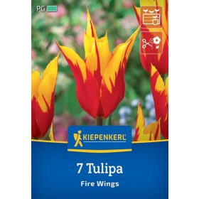 Tulipán Fire Wings (7 db/cs) 'PG-4' KIEPENKERL