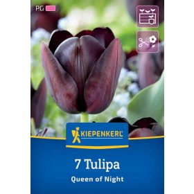   Tulipán kései Queen of Night (7 db/cs) 'PG-5' KIEPENKERL