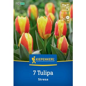   Tulipán kaufmanniana Stresa (7 db/cs) 'PG-4' KIEPENKERL