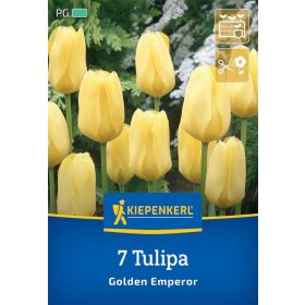   Tulipán fosteriana Golden Emperor (7 db/cs) 'PG-4' KIEPENKERL