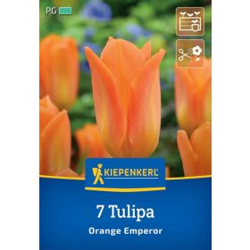   Tulipán fosteriana Orange Emperor (7 db/cs) 'PG-4' KIEPENKERL
