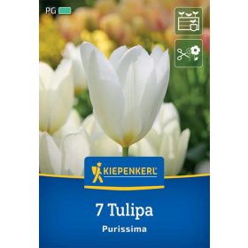   Tulipán fosteriana Purissima (7 db/cs) 'PG-4' KIEPENKERL