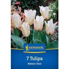   Tulipán greigii Albion Star (7 db/cs) 'PG-3' KIEPENKERL