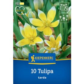   Tulipán botanikai tarda (10 db/cs) 'PG-2' KIEPENKERL