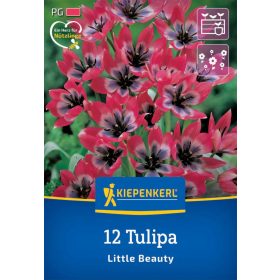   Tulipán botanikai Little Beauty (12 db/cs) 'PG-3' KIEPENKERL