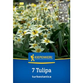   Tulipán botanikai turkestanica (7 db/cs) 'PG-2' KIEPENKERL