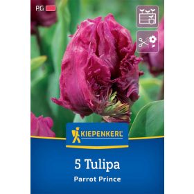   Tulipán papagájvirágú Parrot Prince (5 db/cs) 'PG-3' KIEPENKERL