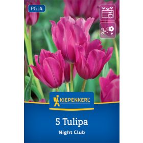 Tulipán Night Club (5 db/cs) 'PG-4' KIEPENKERL