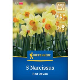   Nárcisz nagykoronájú Red Devon (5 db/cs) 'PG-3' KIEPENKERL