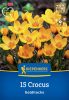 Krókusz botanikai Goldilocks (15 db/cs) 'PG-3' KIEPENKERL
