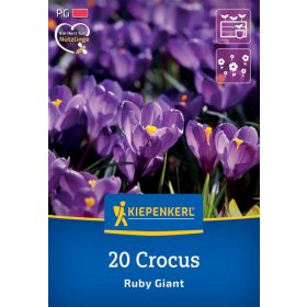   Krókusz botanikai Ruby Giant (20 db/cs) 'PG-3' KIEPENKERL