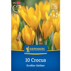   Krókusz nagyvirágú Großer Gelber (10 db/cs) 'PG-3' KIEPENKERL